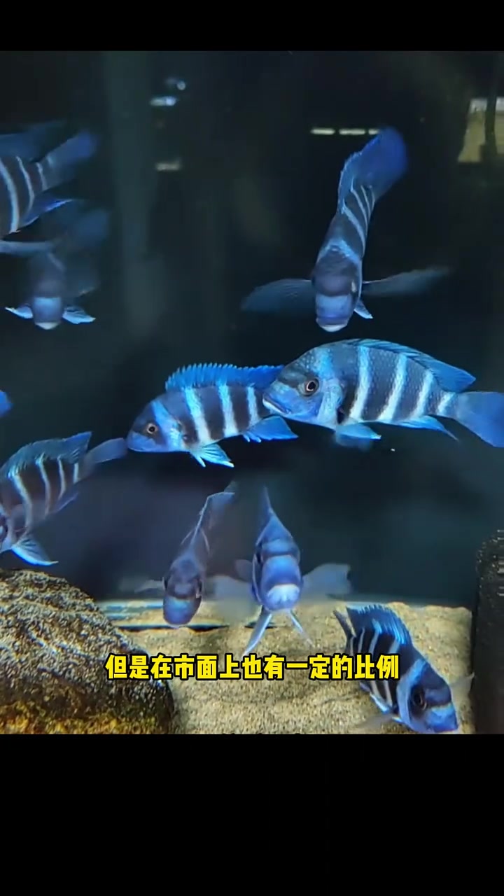 萨伊蓝如何辨别真伪  养鱼我是认真的 一天到晚游泳的鱼