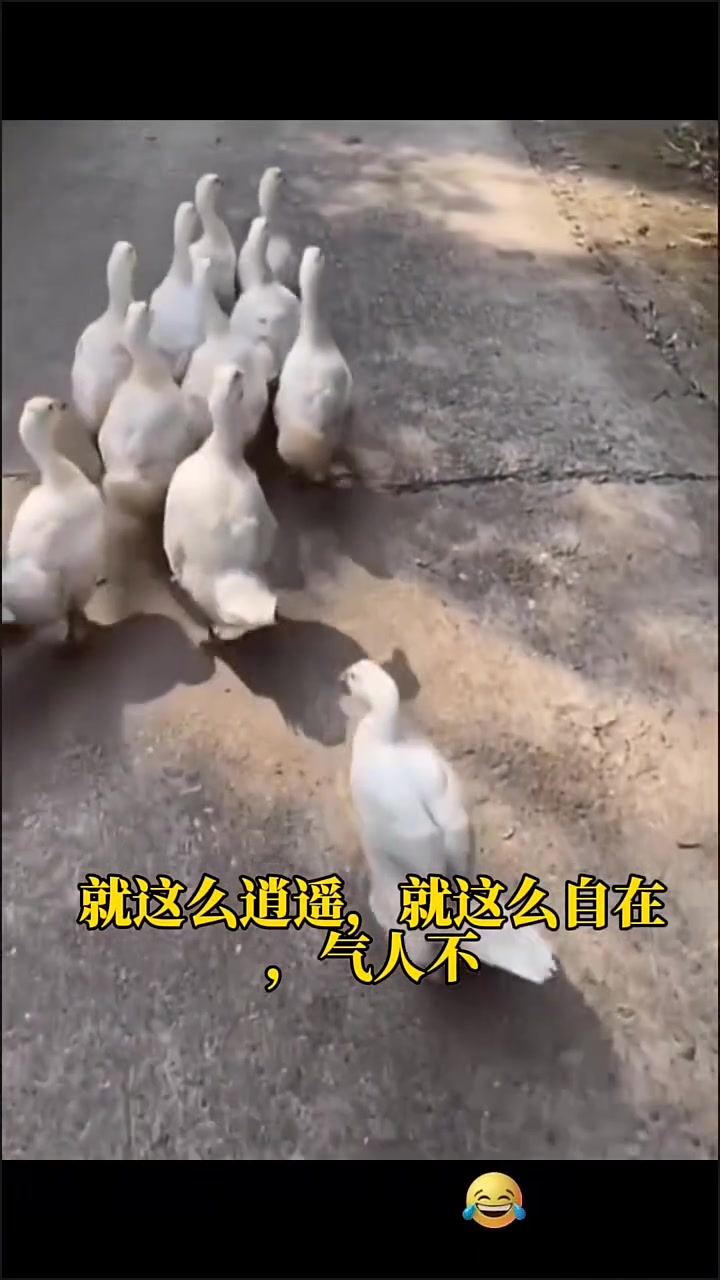 鸭子