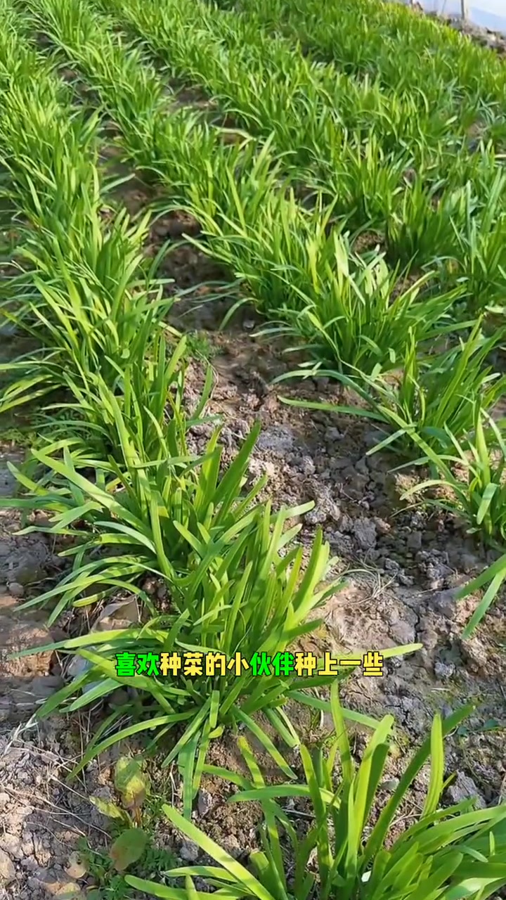 给您推荐几款可以反复采摘的叶菜