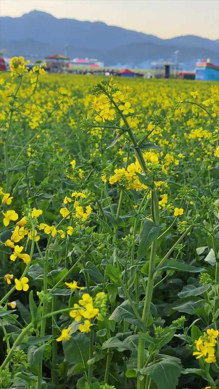 云南罗平油菜花海,国际油菜花节主会场一片金黄