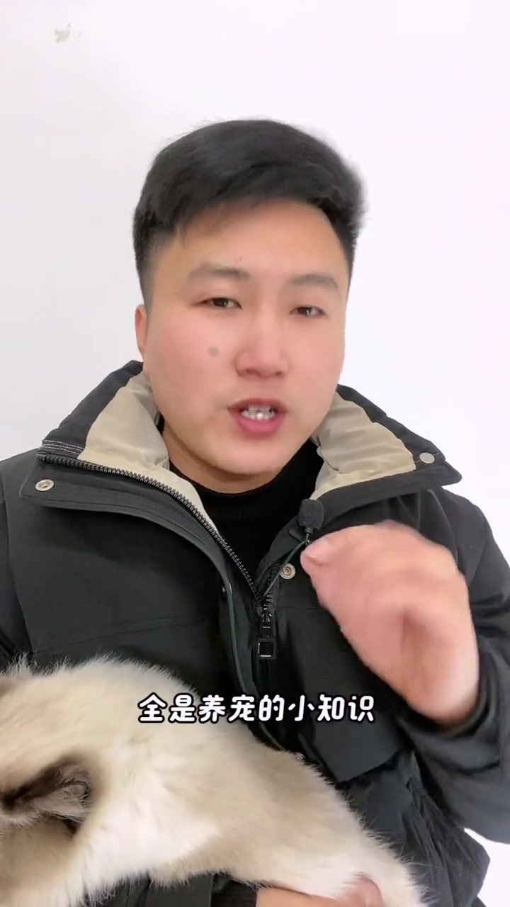 猫咪尾巴,这几个小动作。你理解吗?