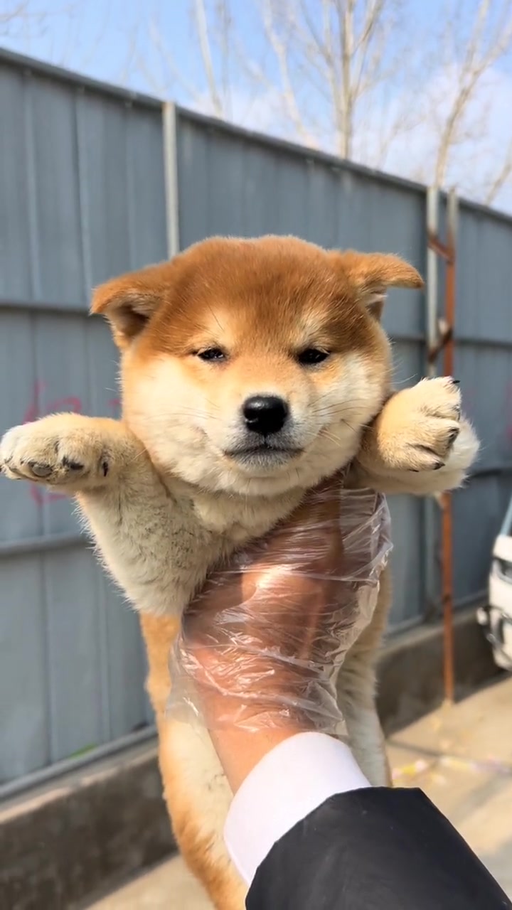 偶遇一只会笑的包子脸小柴犬