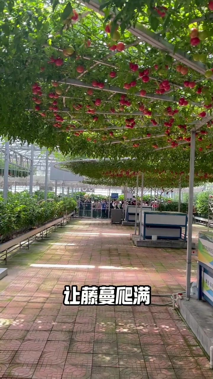 在寿光菜博会上可以看到蔬菜种成树的奇观 寿光菜博会 蔬菜种植