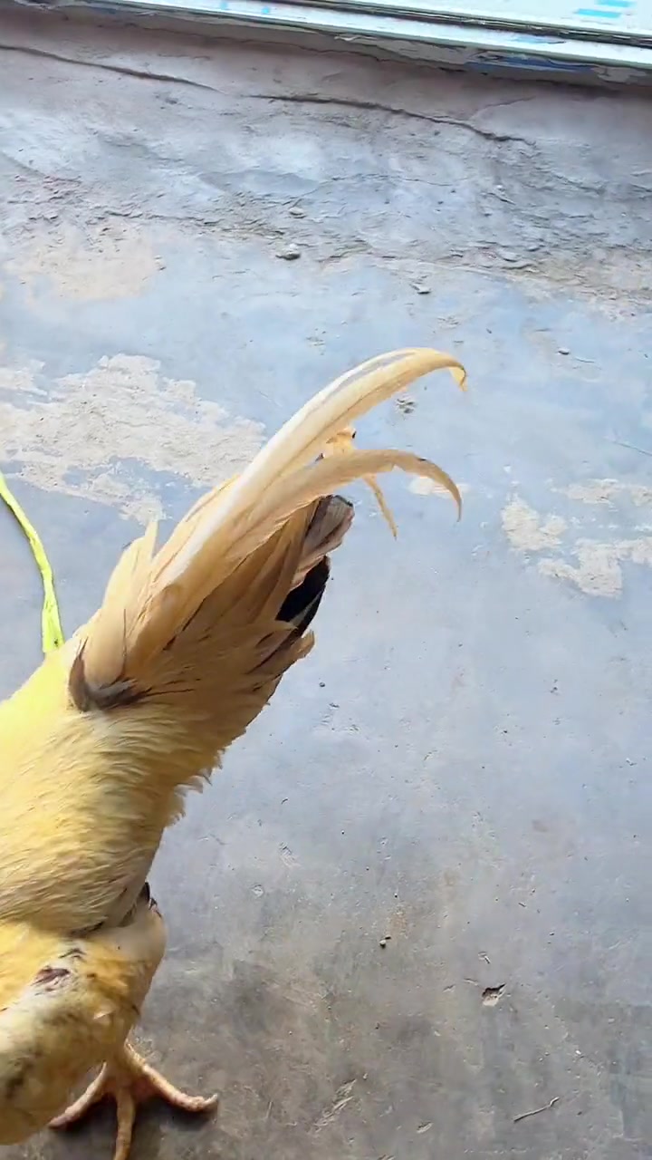 白金火烧毛斗鸡遭遇拦路虎:虎毛斗鸡,虎毛嚣张跋扈,高端的食材,应该用怎样的烹饪方式