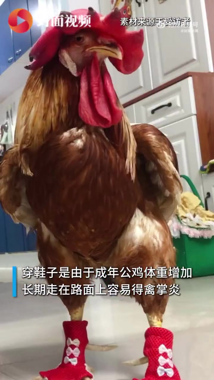 「主人回应给公鸡穿裙子鞋子遛弯:担心它着凉、患禽掌炎」近日,天津一只公鸡身着精致的裙子和鞋