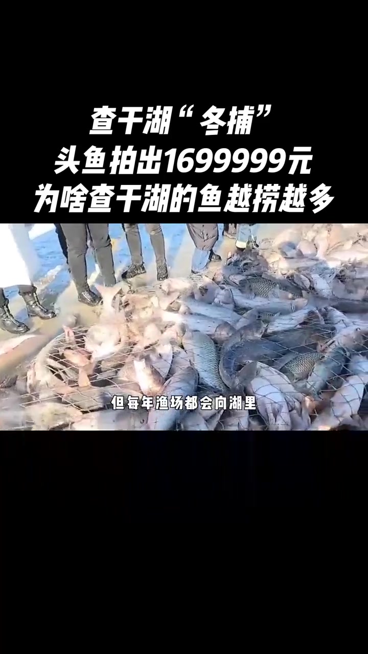 查干湖的鱼为啥越捞越多?“头鱼”凭啥那么贵?
