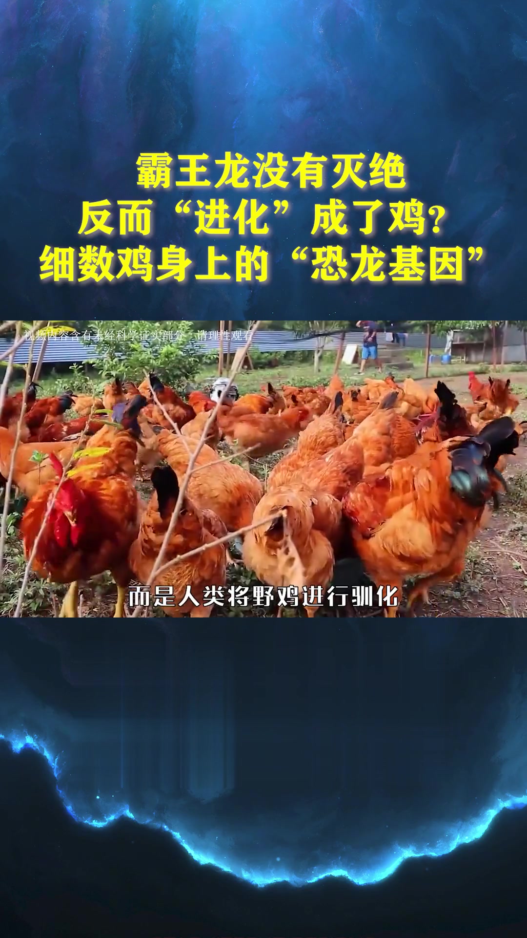 鸡是霸王龙的后代吗,为什么鸡要每天下蛋,蛋被拿走还不生气?