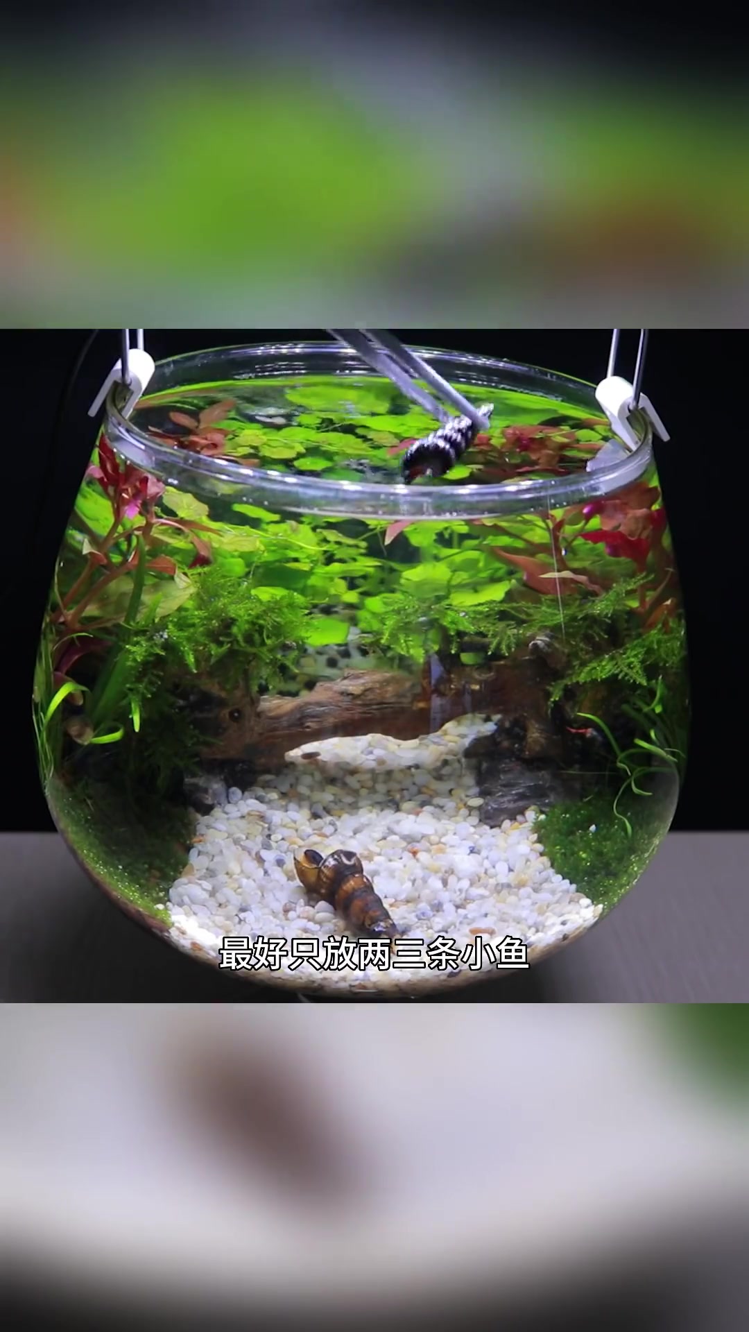 万物皆可养鱼,这红酒杯养只斗鱼其实也不错啊!