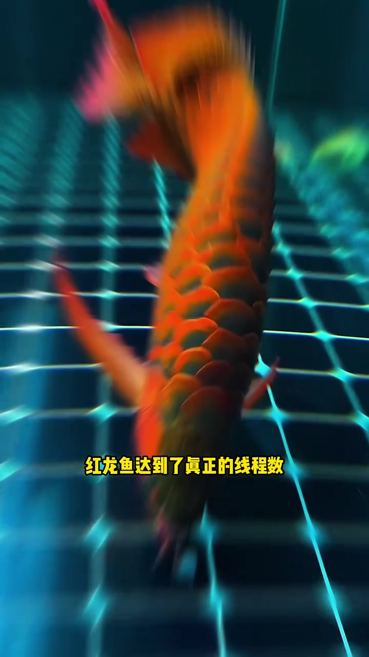红龙鱼的发色三要素是什么?龙鱼 观赏鱼世界