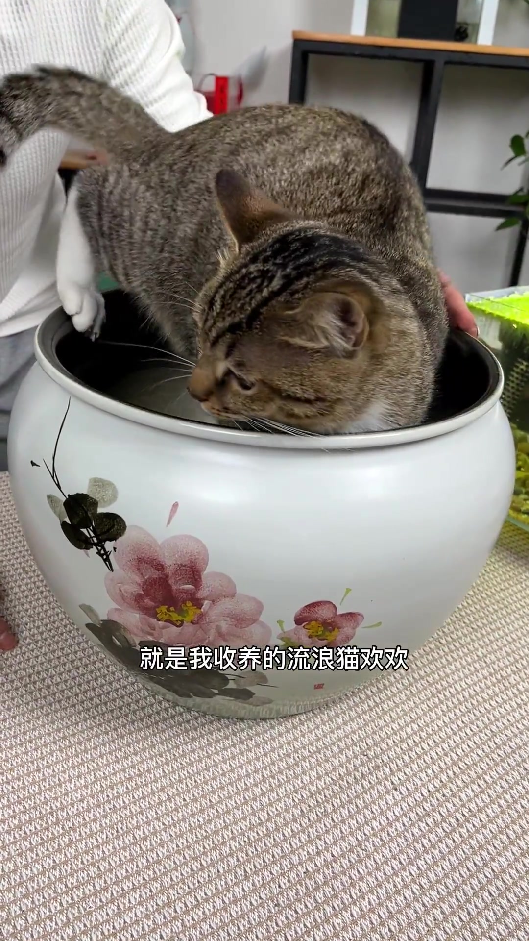 还记得我用3D打印机制作了多少养鱼盆吗?