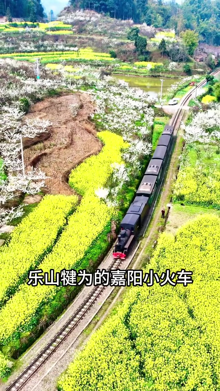 嘉阳小火车的油菜花已开美如画,快冲