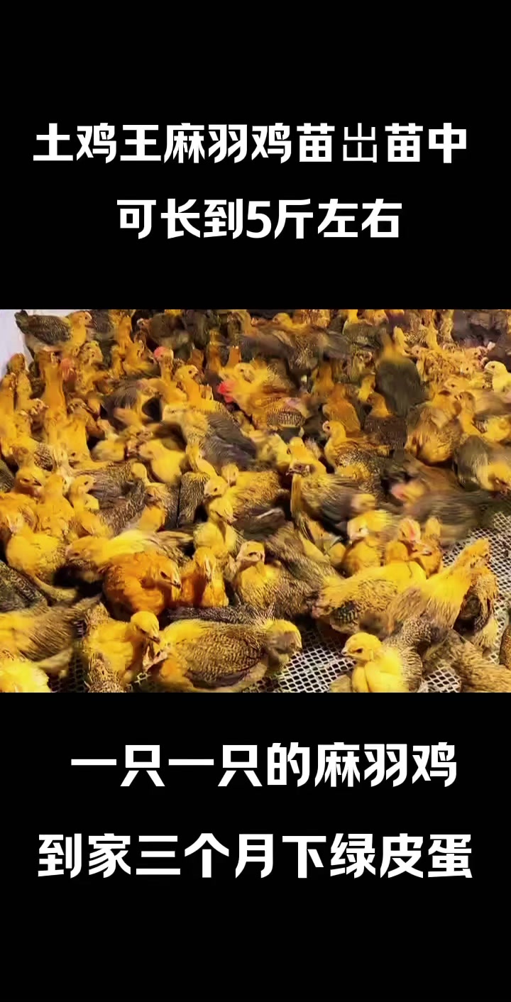 土鸡王麻羽绿壳蛋鸡
