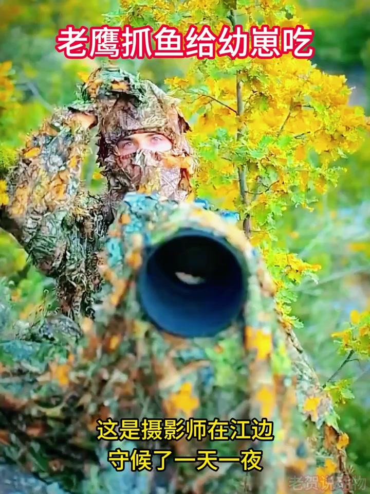 老鹰妈妈捕鱼给幼崽吃,母爱真伟大!