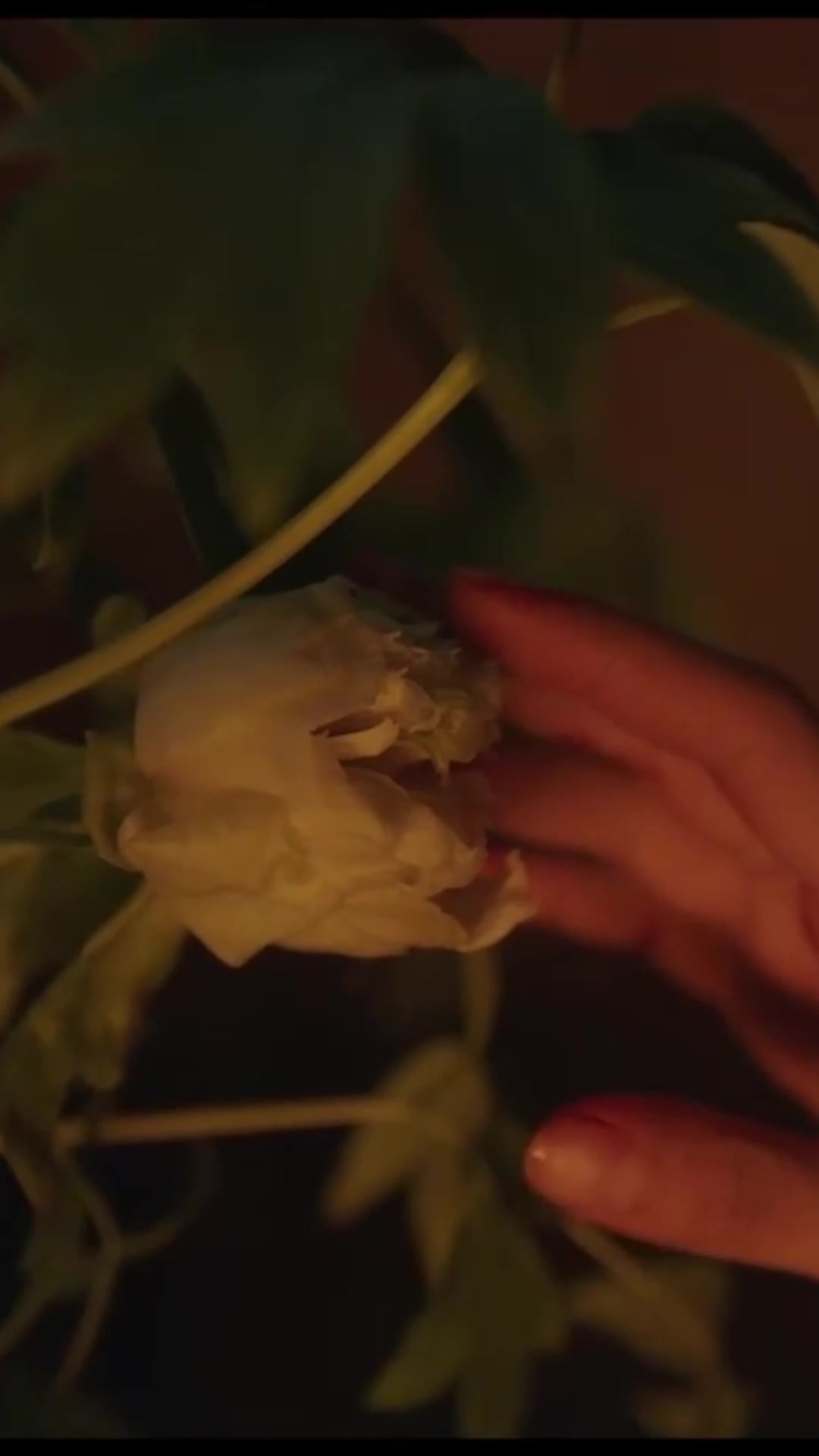 “琼台玉露”开花啦!