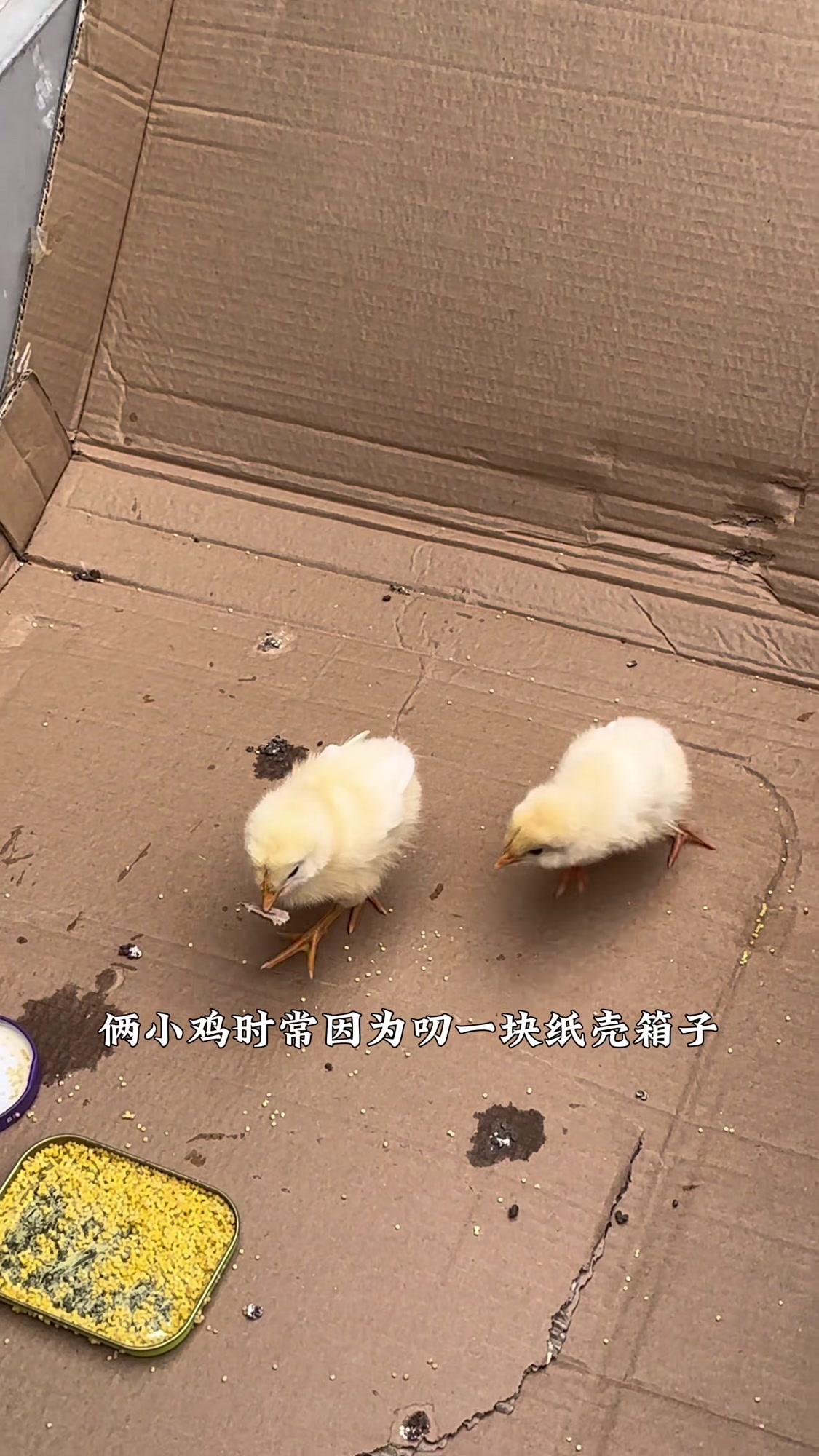 买酸奶送的小鸡长翅膀了，看来假以时日就能吃上肉了