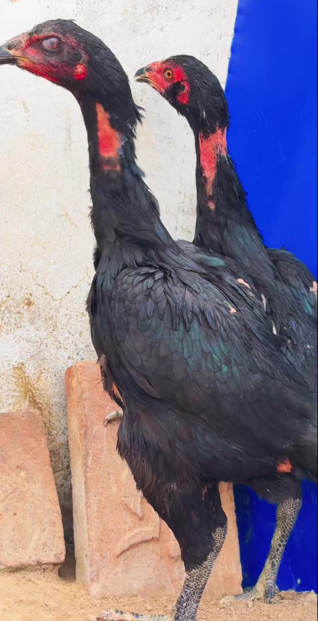 两只越南嫩母斗鸡