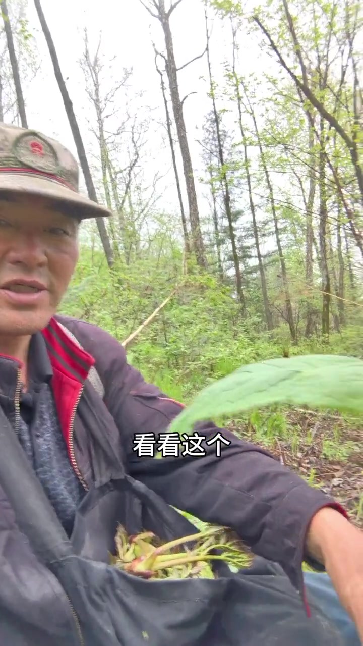 枪头菜,有很多人都不认识