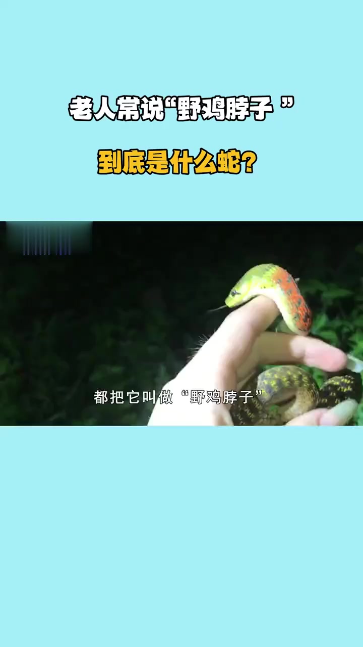 老人常说“野鸡脖子 ”,到底是什么蛇?它是有毒还是无毒?