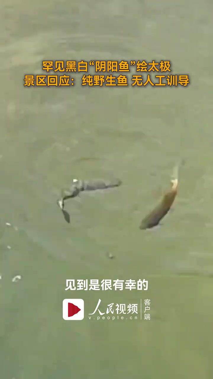近日,山西。有网友发视频称在黑龙潭拍到了罕见“八卦鱼”,一黑一白两条鱼在水中旋转游动,宛如