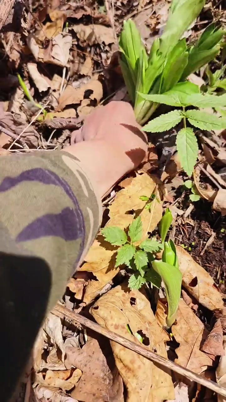 吉林通化山菜大叶芹,山胡萝卜,山谜子出啦,可以去采野菜啦!