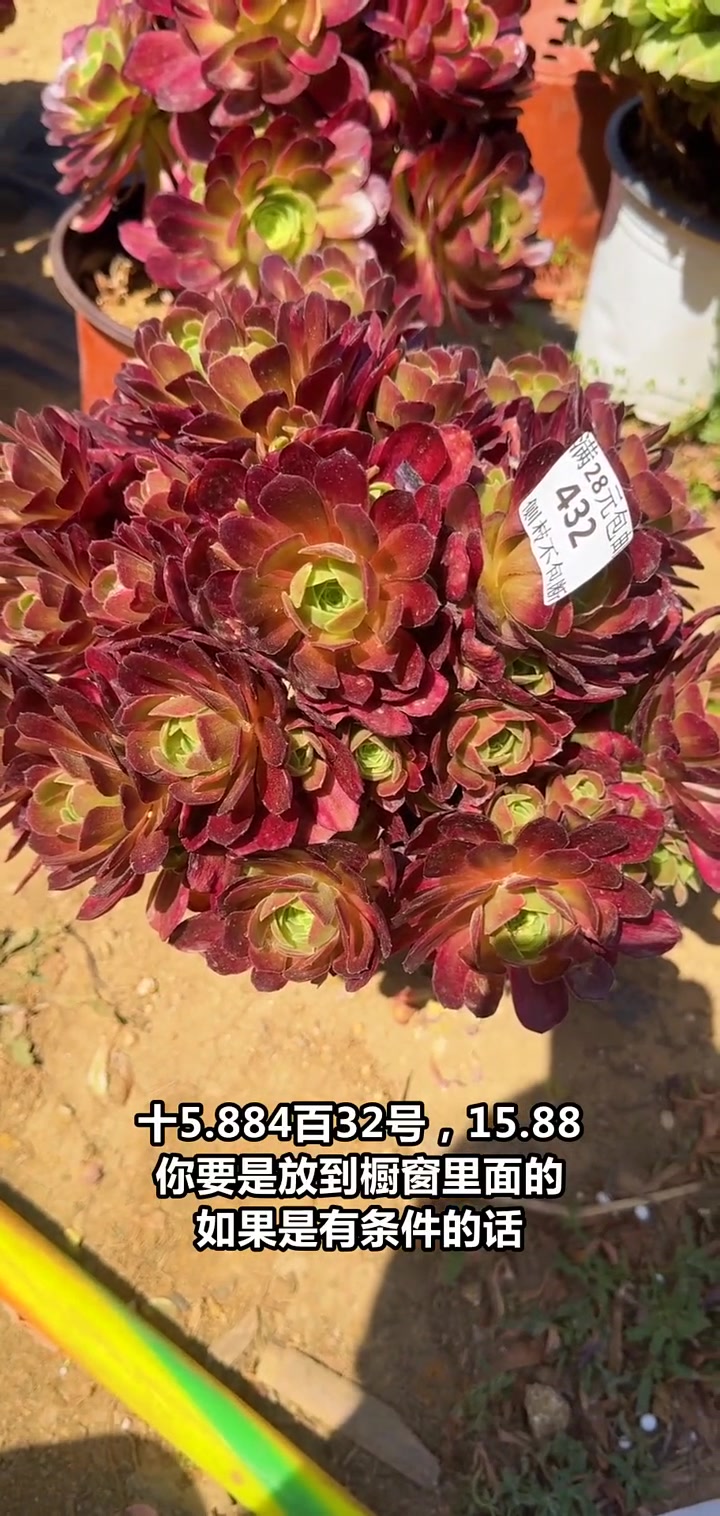 直播间特惠!荷兰玫瑰超白险法师植物仅15.88元