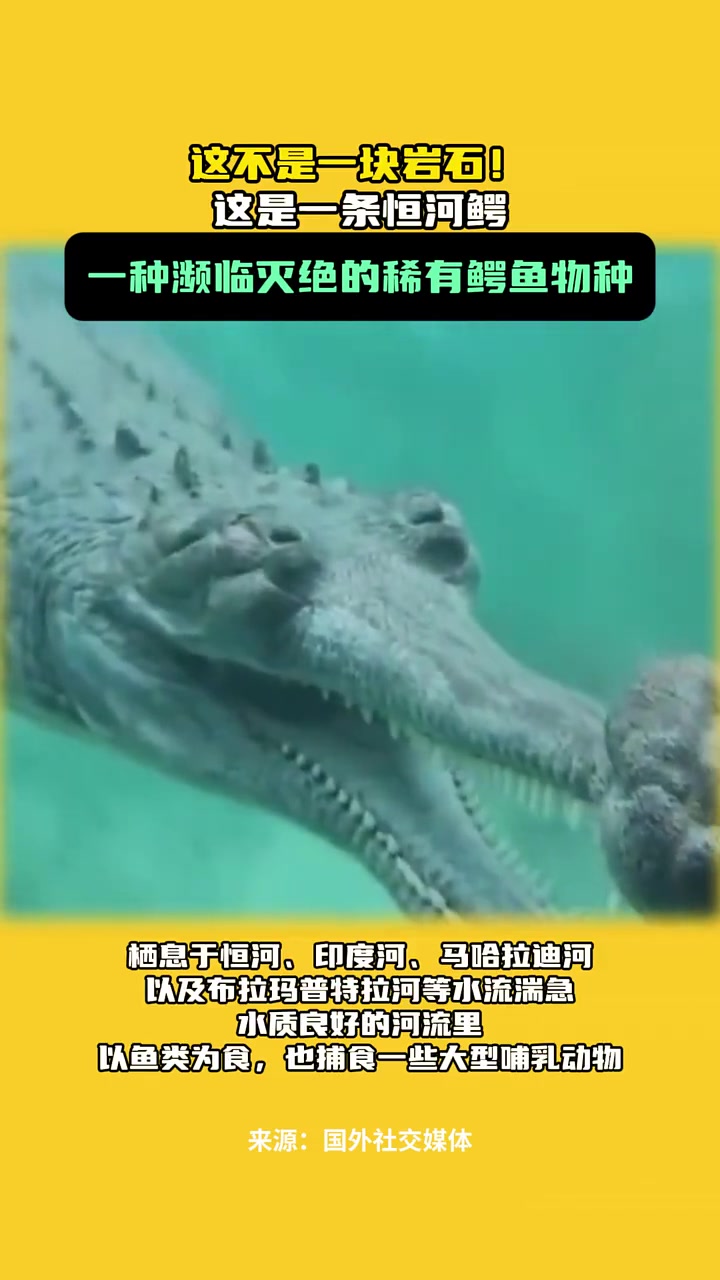 这不是一块岩石!这是一条恒河鳄,一种濒临灭绝的稀有鳄鱼物种