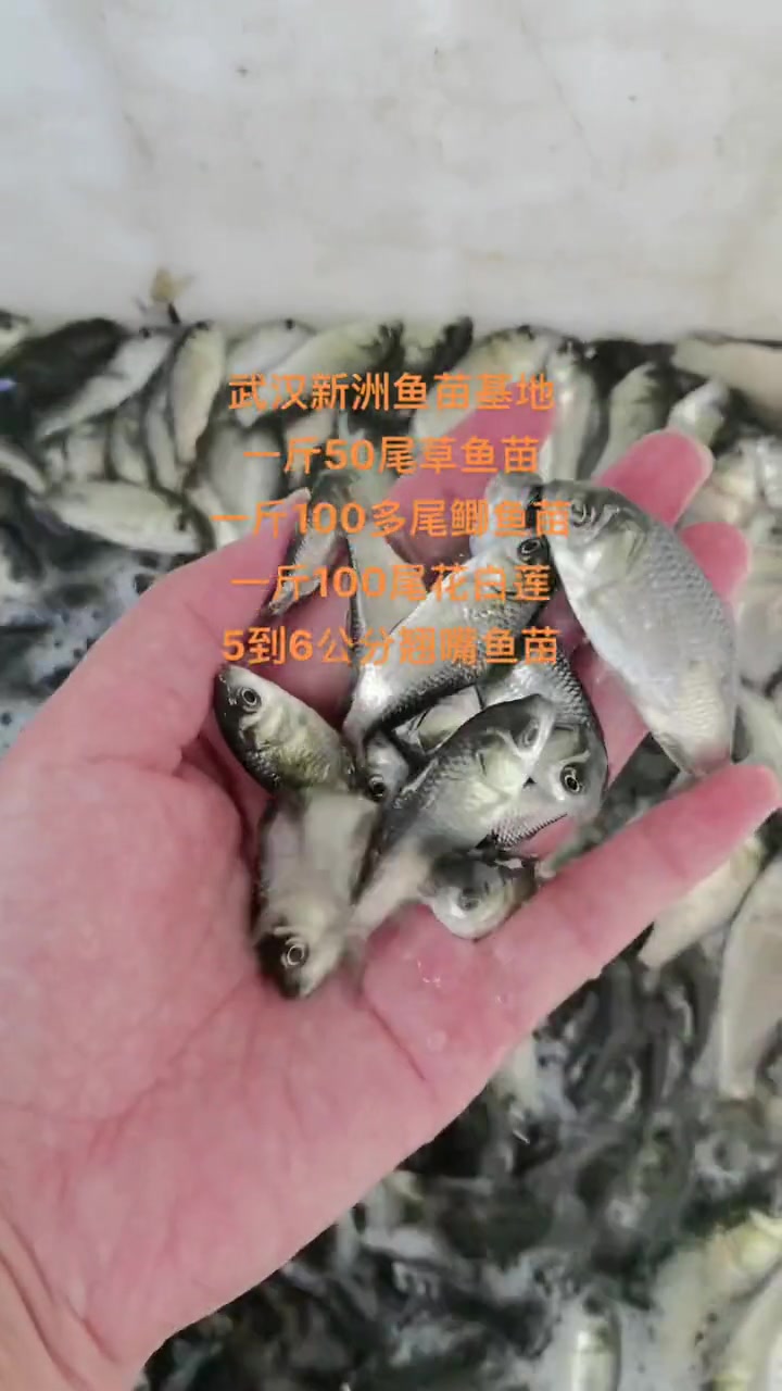 全新鱼苗终于闪亮更新啦!