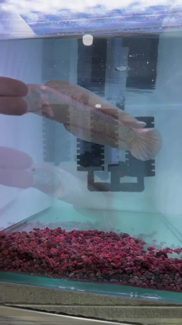 非变异黄金月鳢,进食斯文鼓腮暴躁异常