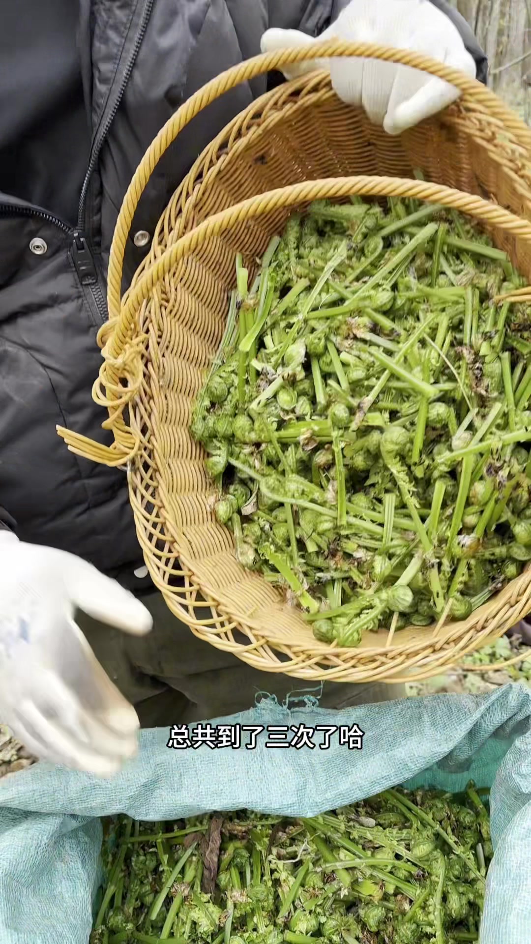 这个时候的黄瓜香很是抢手呀!也是不一会就卖完了
