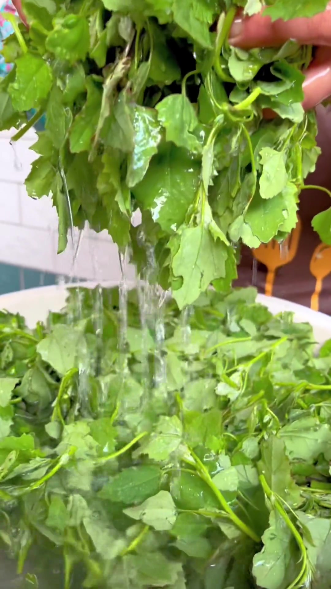 农村的春天遍地都是可以吃的野菜,你知道灰灰菜怎么吃吗?