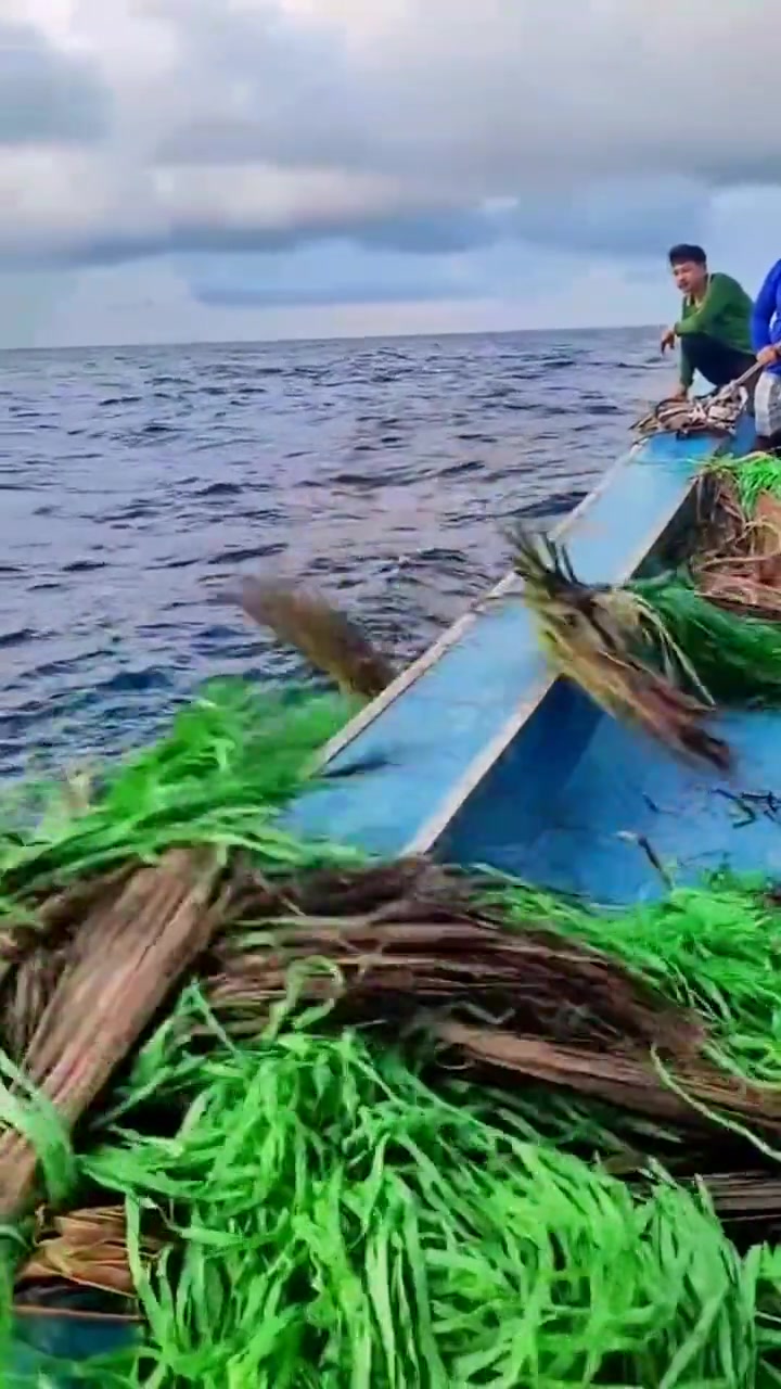 渔民放置索网,为来年海鱼产卵!