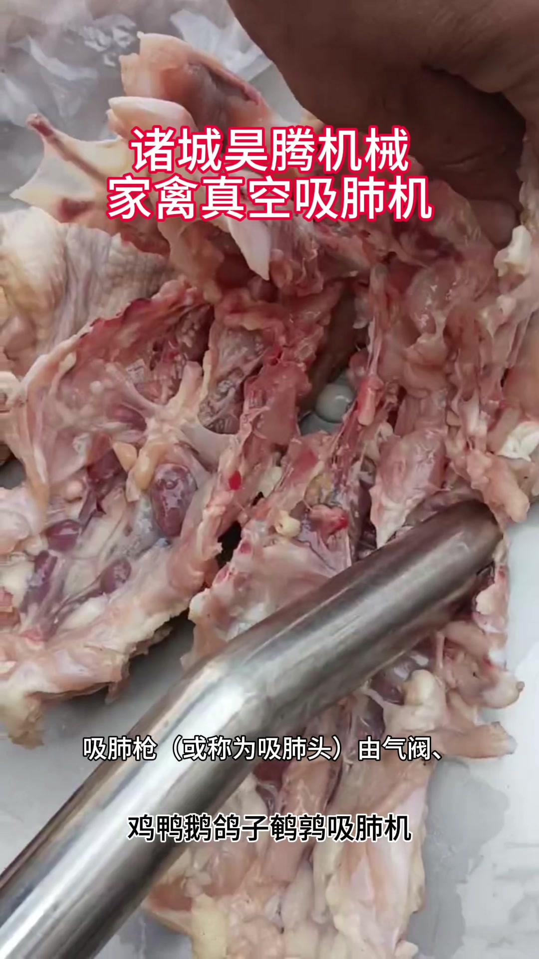 方便快速清理鸡鸭鹅鸽子鹌鹑内脏真空吸肺机