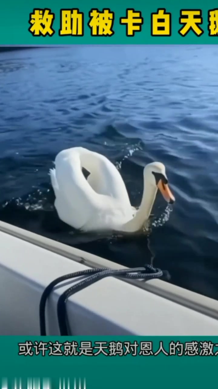紧急救助美丽白天鹅!