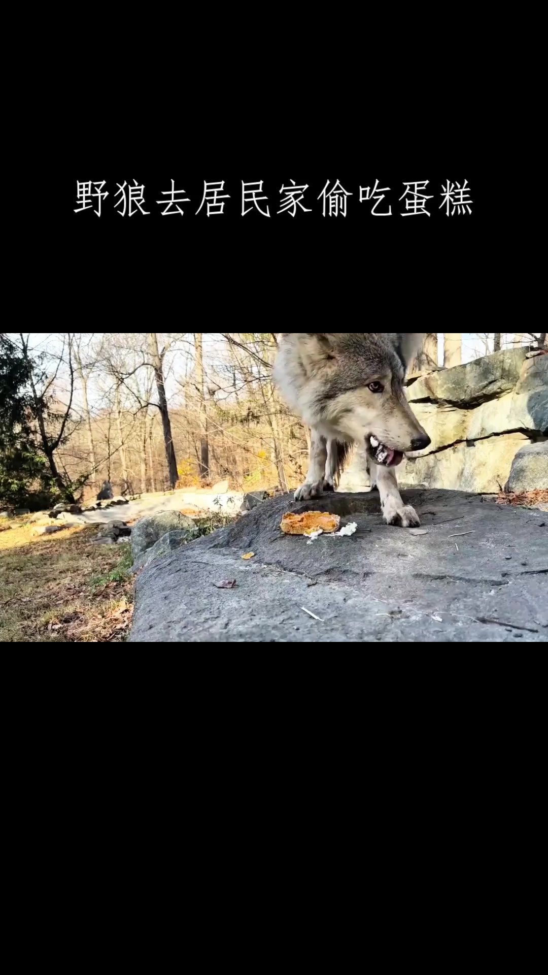 野狼去居民家偷吃蛋糕