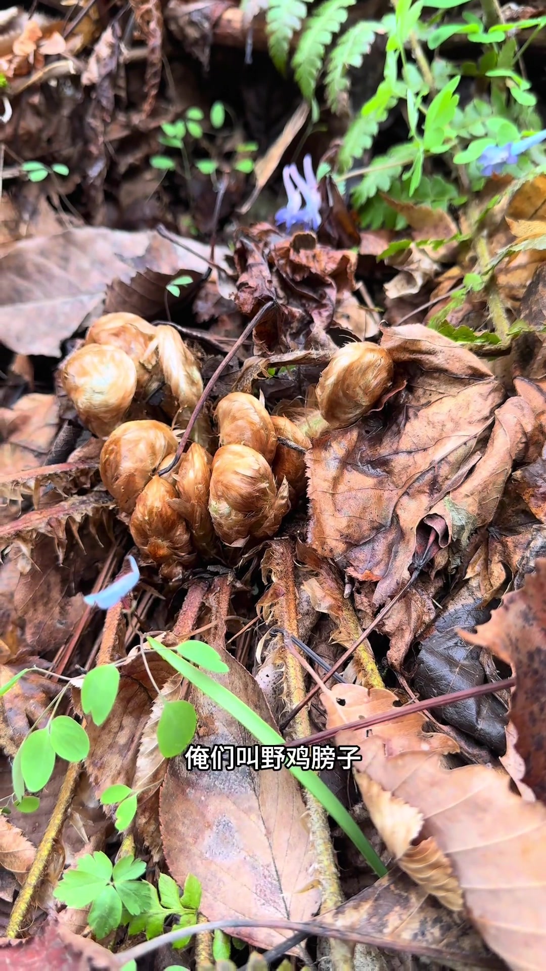 野菜美食,农村生活,下雨也挡不住上山的诱惑