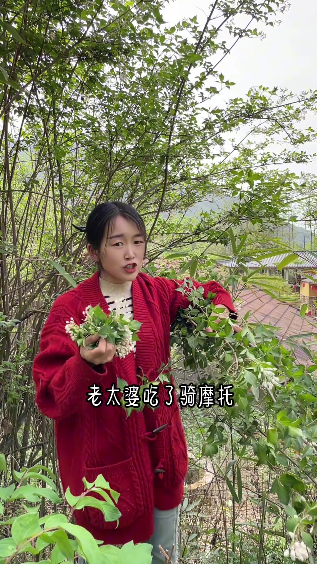 镇巴才有的树花菜,好吃得无与伦比