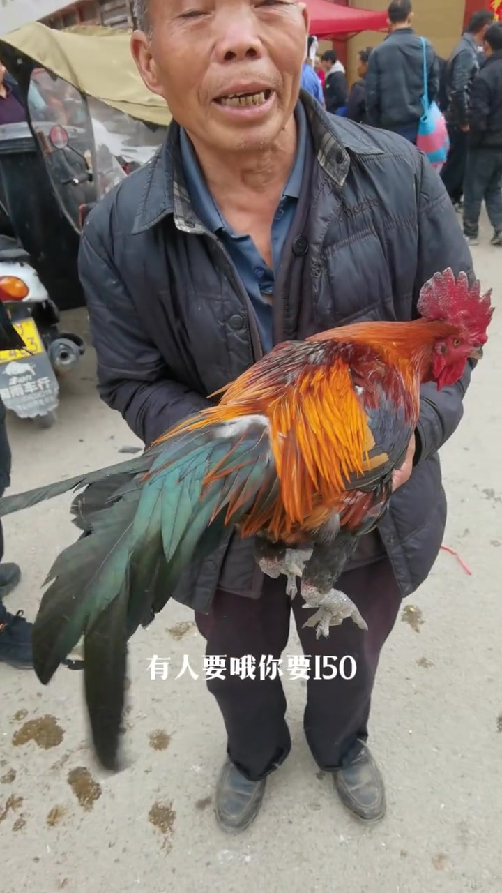 农村散养土鸡大红公鸡