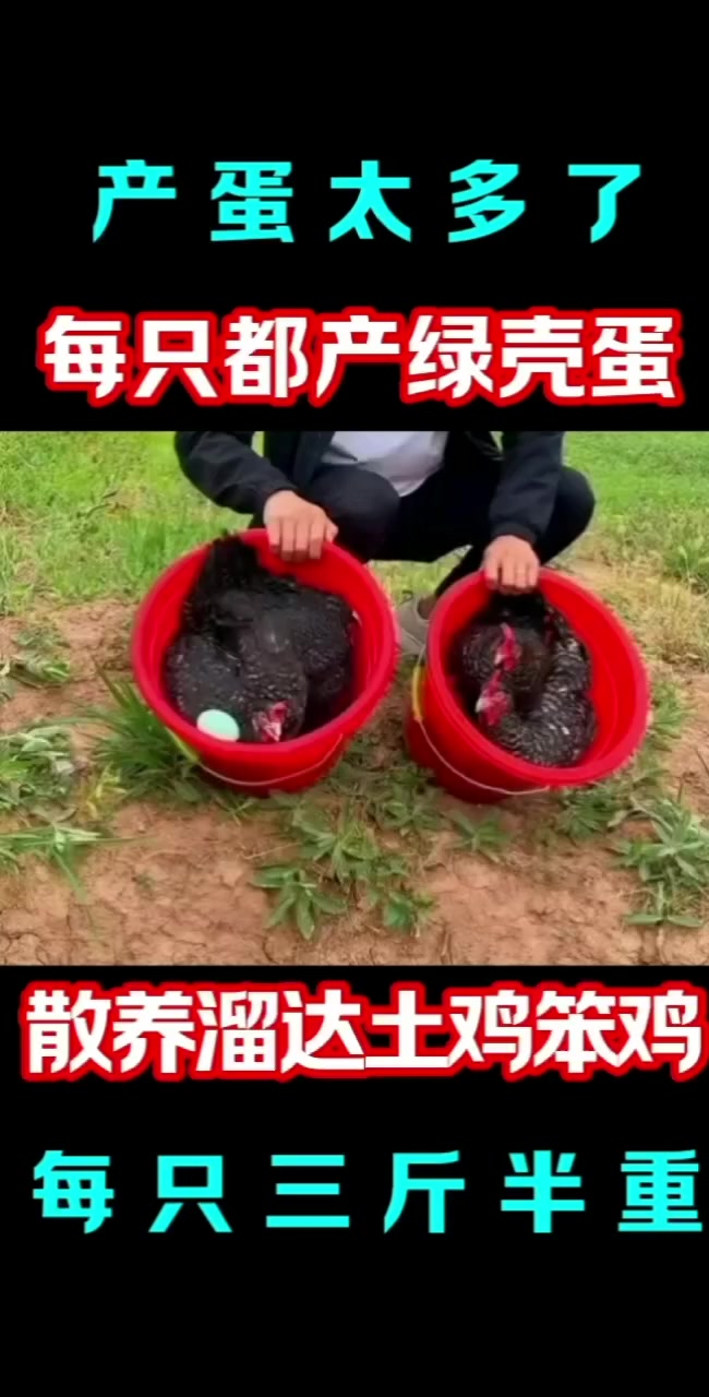 散养土鸡芦花鸡一公配五母