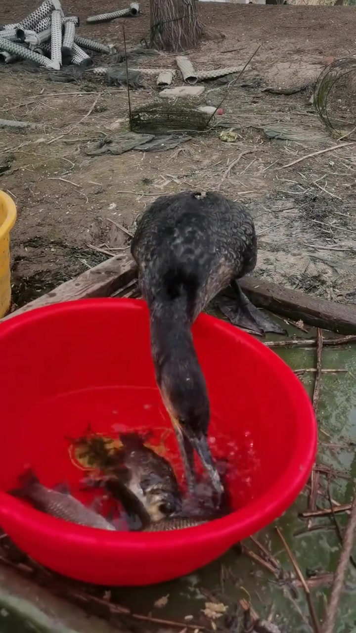 小鸭子吃鱼太厉害了一口一个