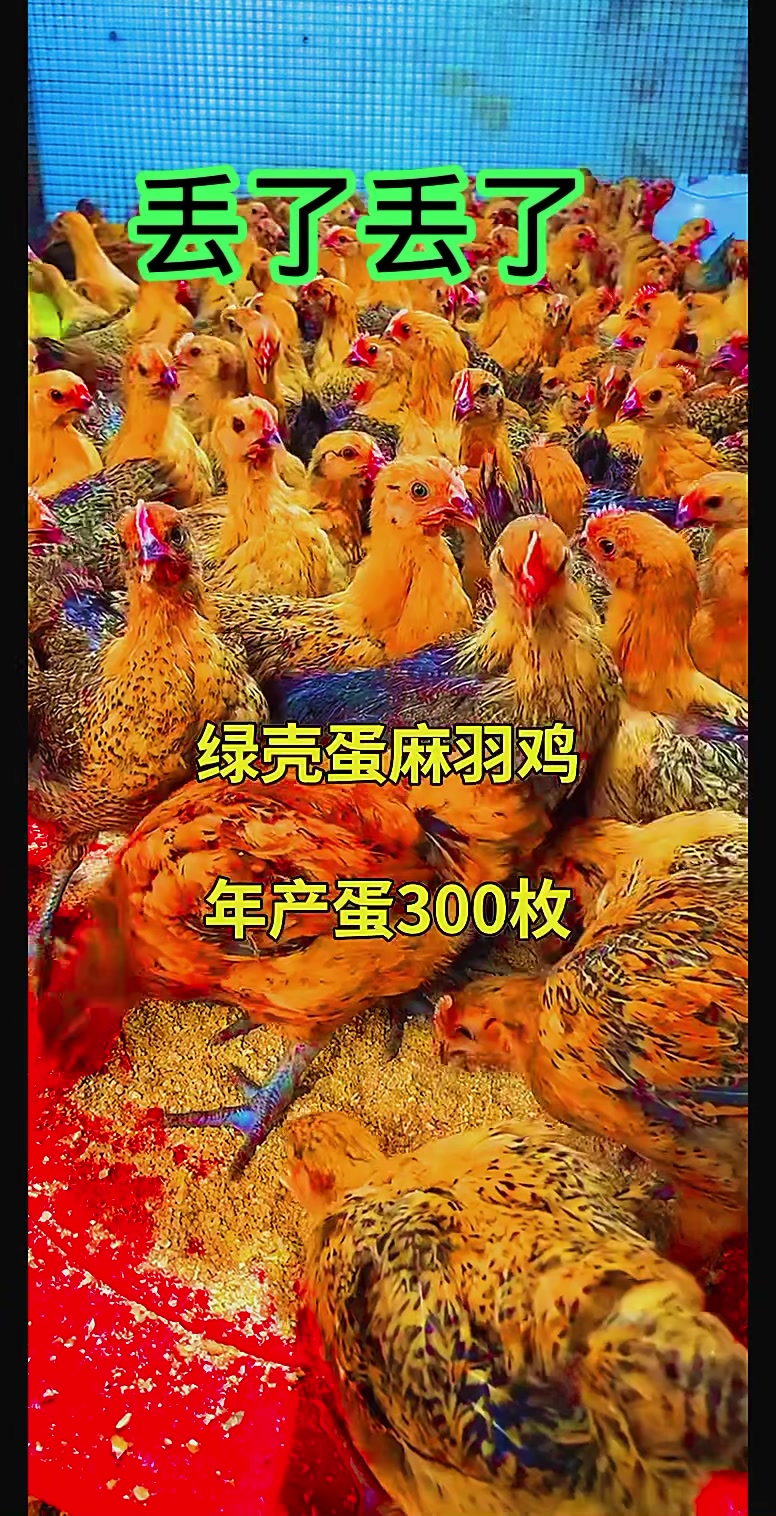 土鸡王产蛋王麻羽绿壳蛋鸡