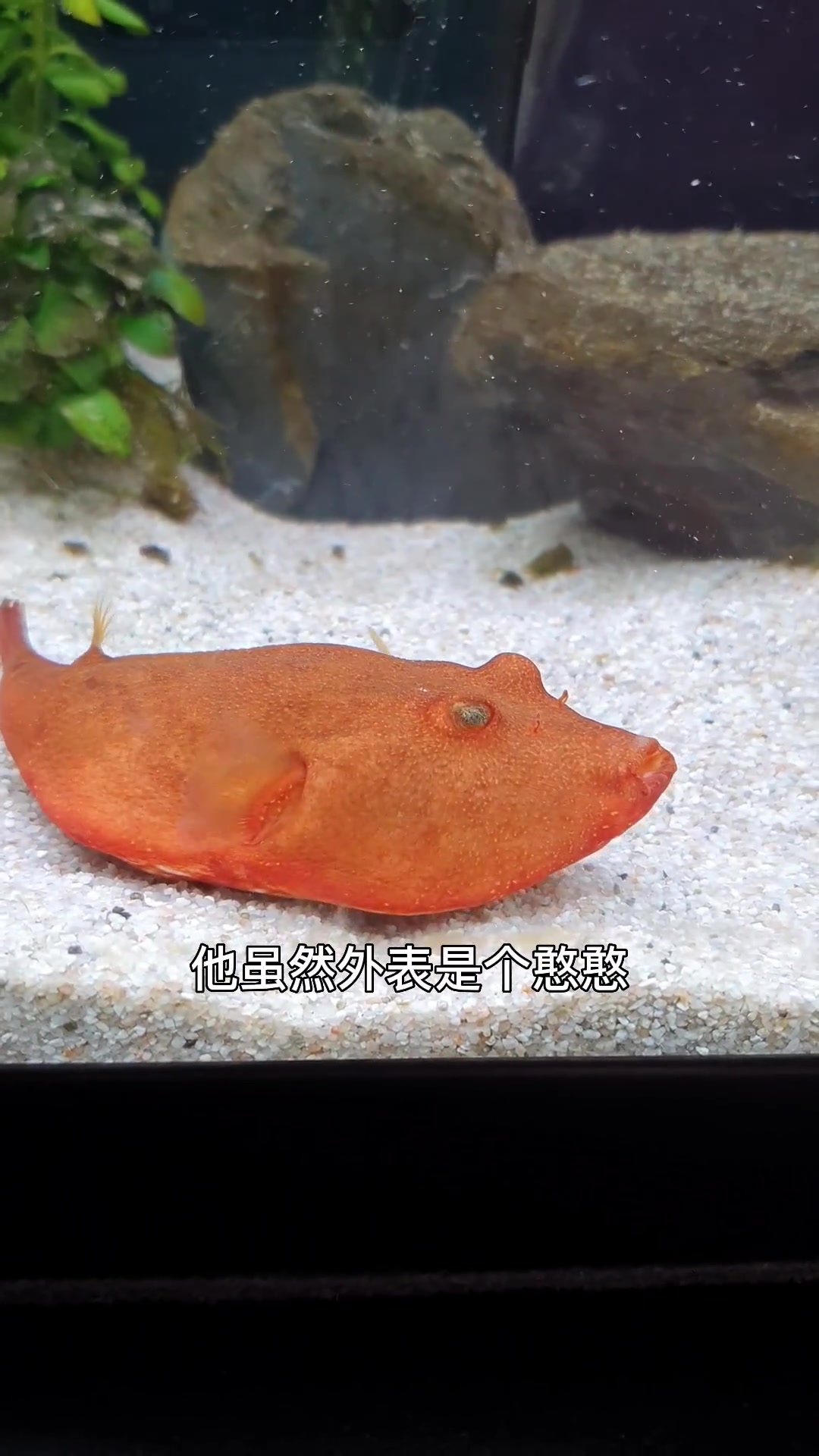 木瓜狗头河鲀,你们见过比这个长的还呆的鱼吗?一个劲儿的拱沙子