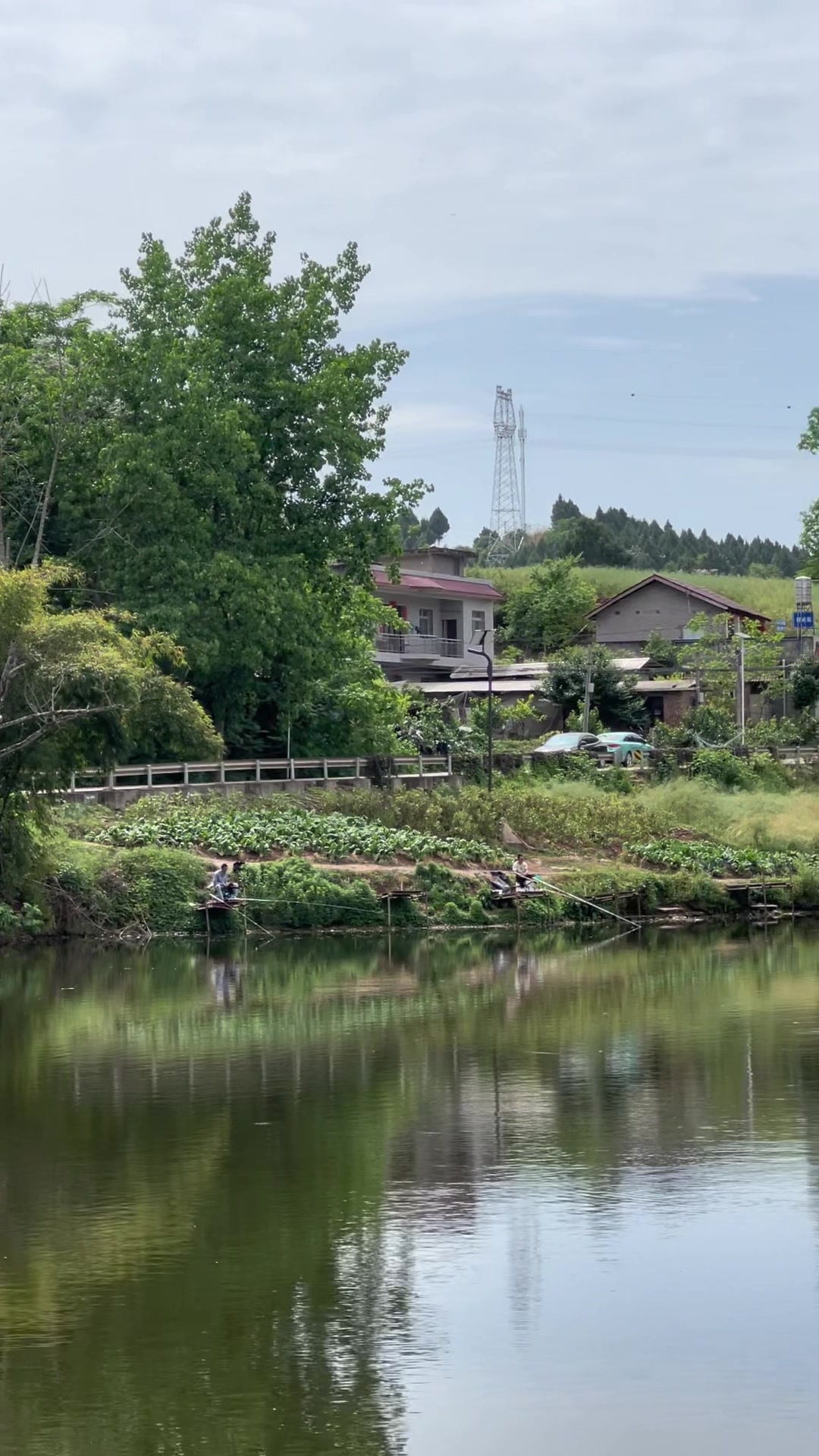 挑战协议水库大青鱼