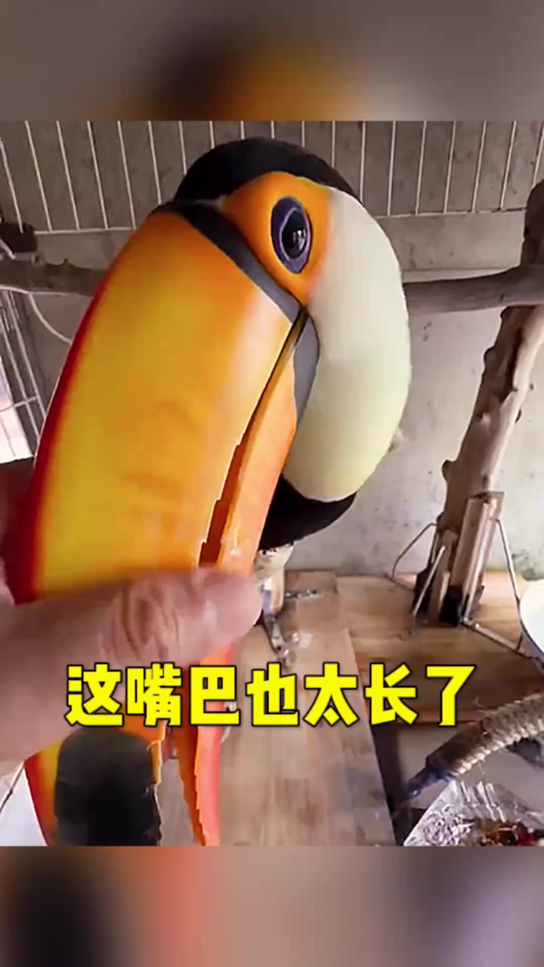 第一次见到这种鸟,嘴巴长得令人惊叹,吃东西会不会很费劲呢?