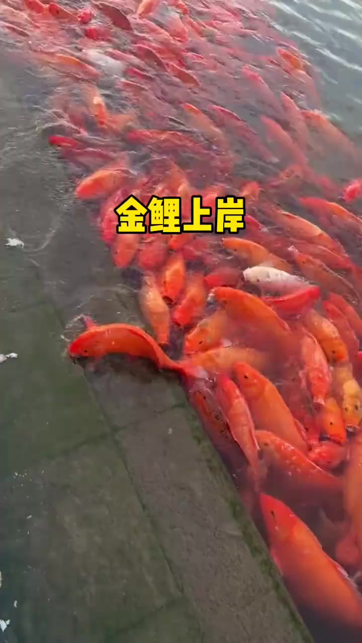 揭秘“鱼跃龙门”:真实背后与夸张传说的故事与传奇!