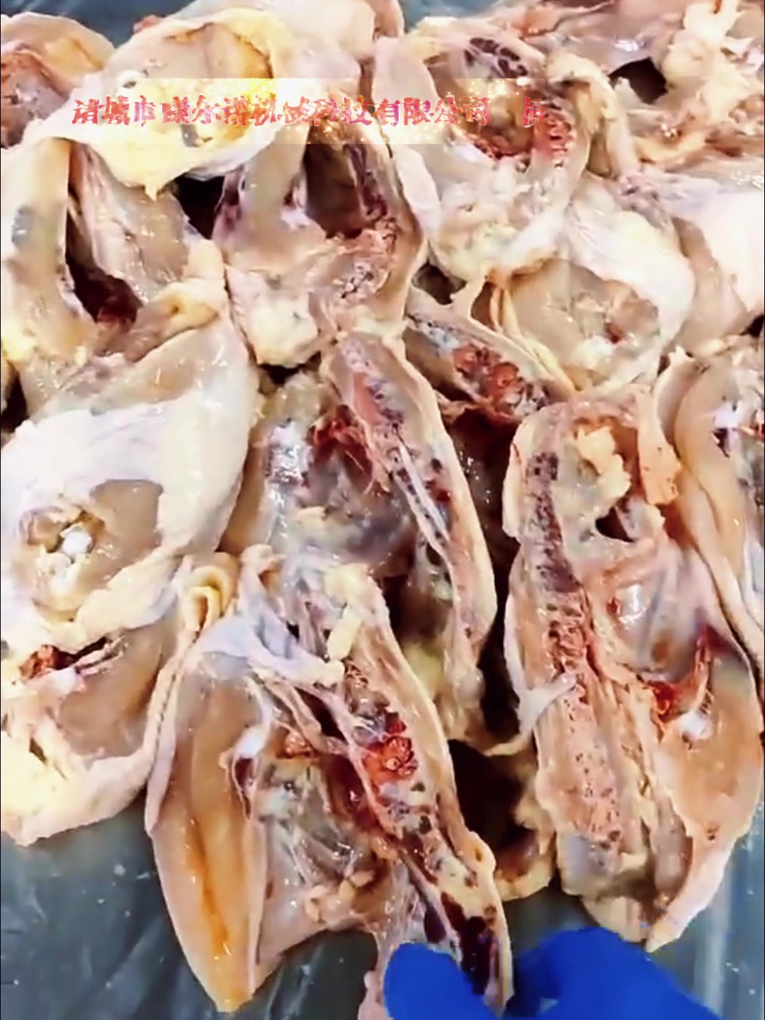 小型鸡胸劈半机 鸡胸切割机器 鸡鸭胸开胸机视频 设备小产量大
