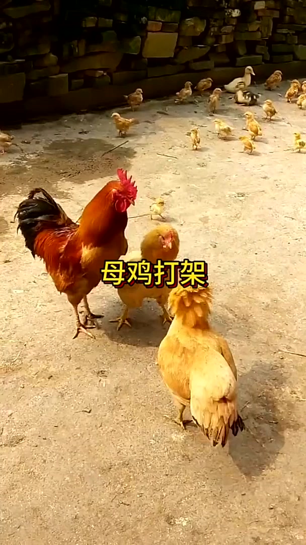 母鸡打架为了配偶权吗