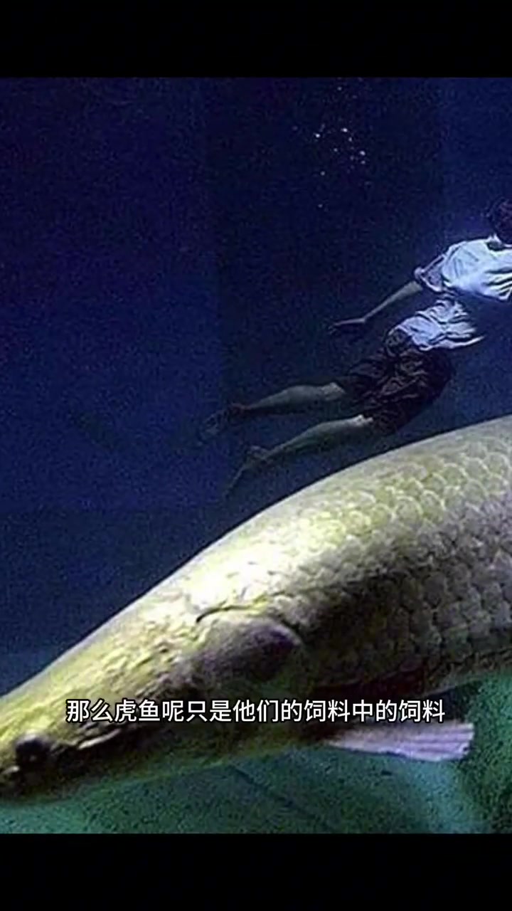 你们的虎鱼黑不黑?