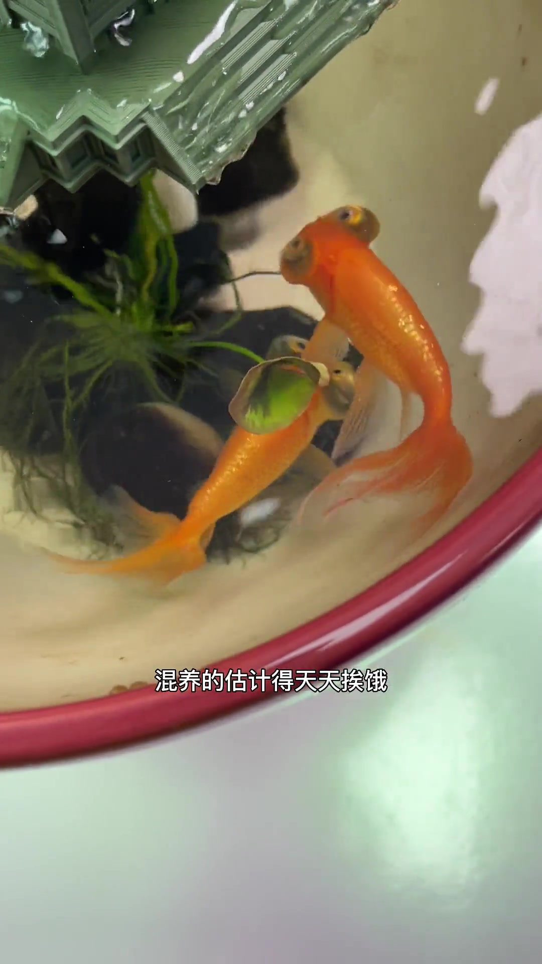 越看这鱼长得越像小徒弟!望天金鱼的故事现在你们都知道了吧?