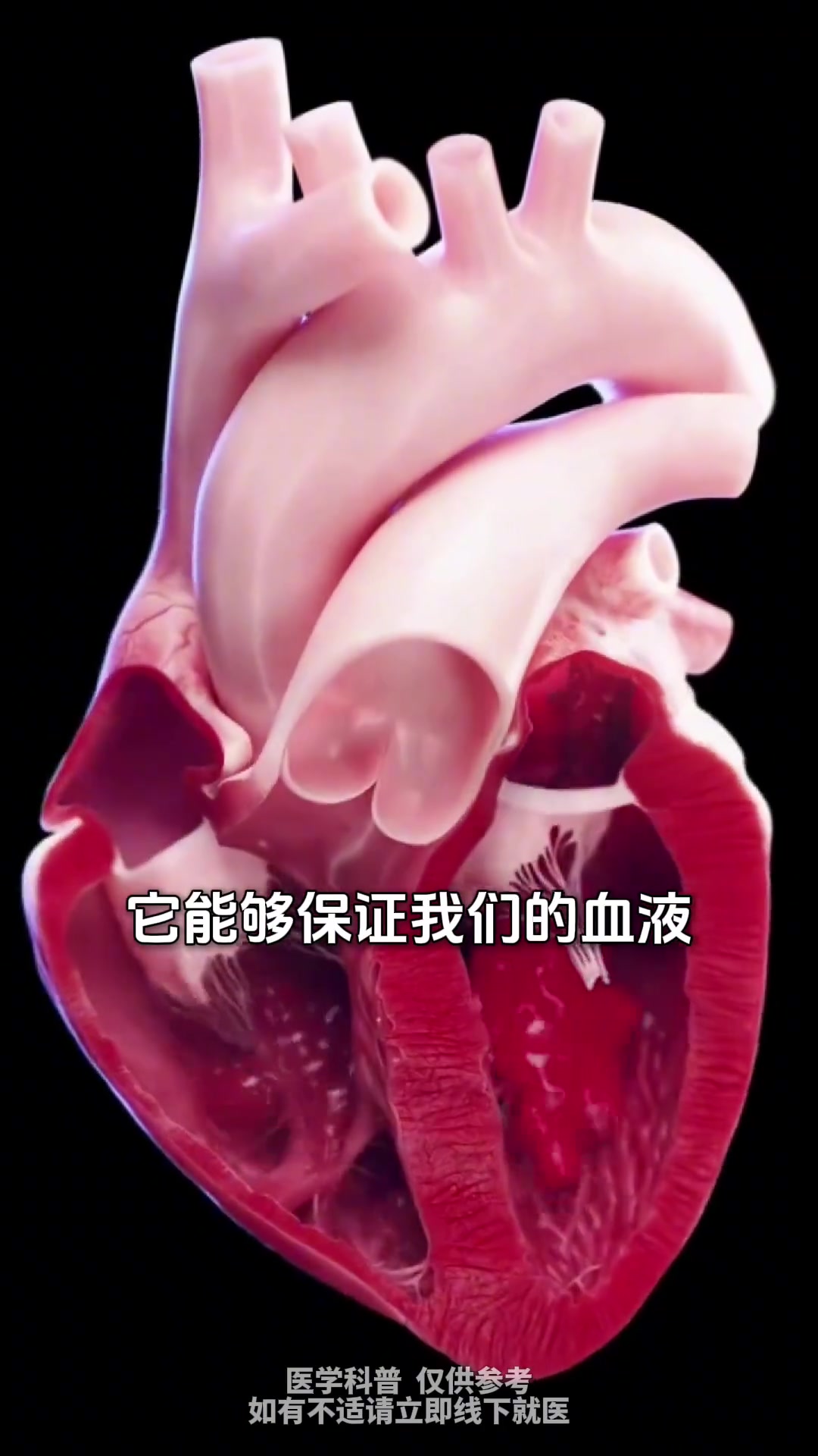 一条视频带您认识心脏,了解其结构与功能