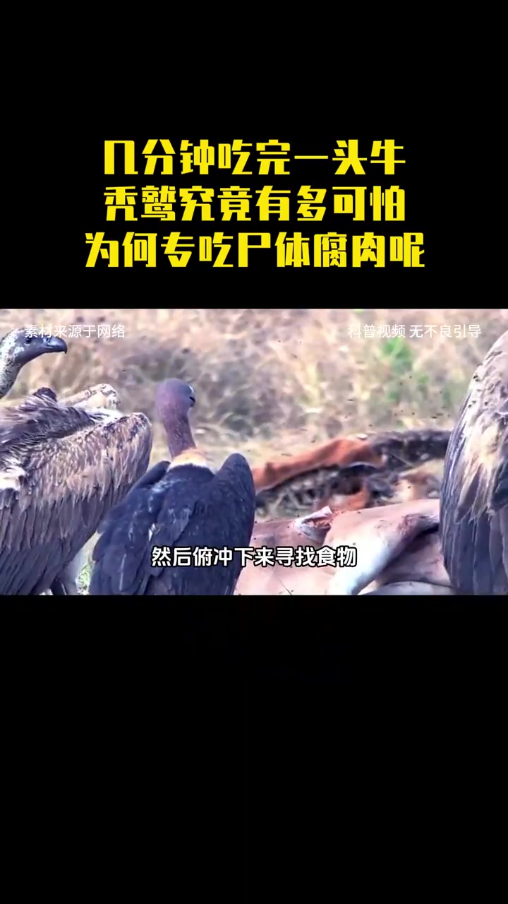 几分钟吃完一头牛,秃鹫究竟有多可怕?为何专吃尸体腐肉呢